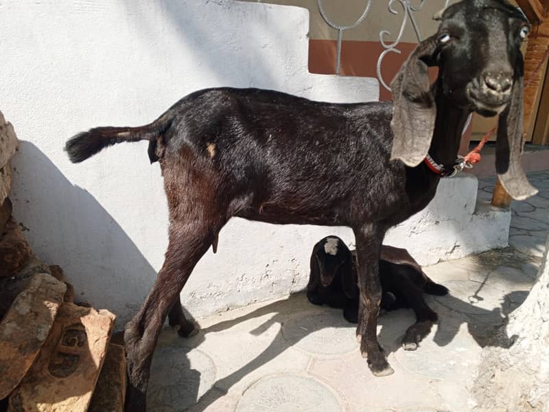 بکری ایک بچی کے ساتھ 1