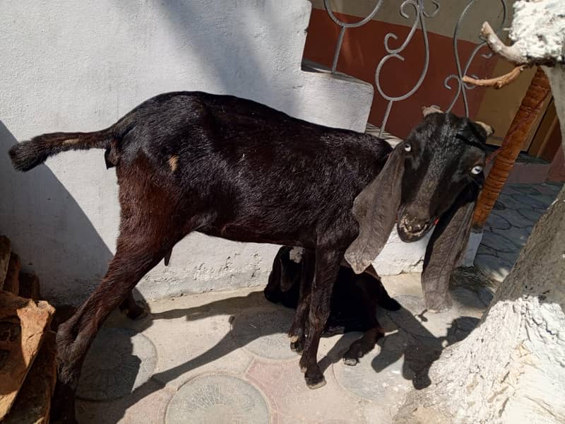 بکری ایک بچی کے ساتھ 2