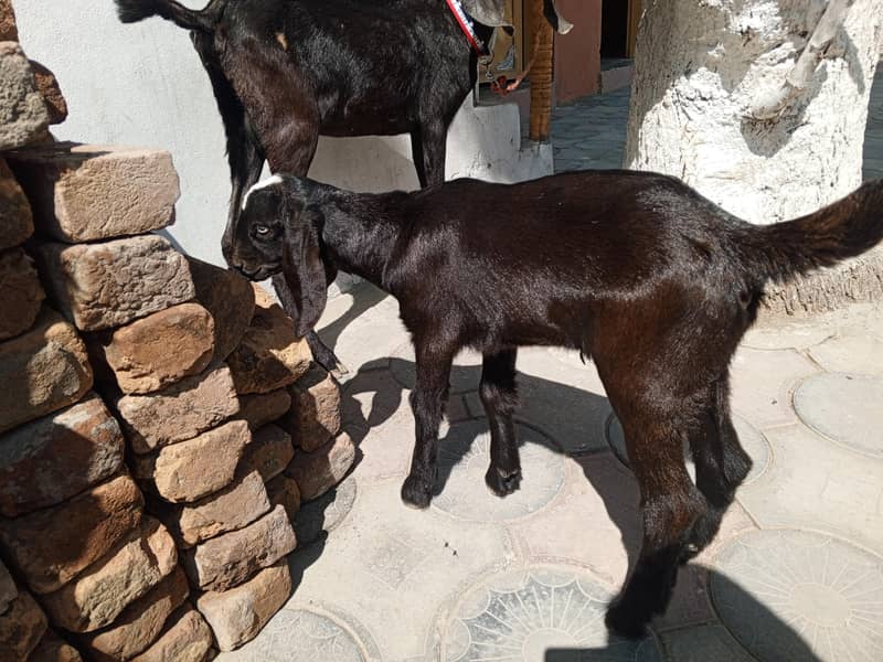 بکری ایک بچی کے ساتھ 3