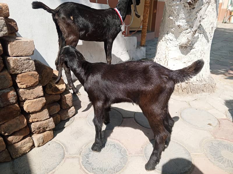 بکری ایک بچی کے ساتھ 4