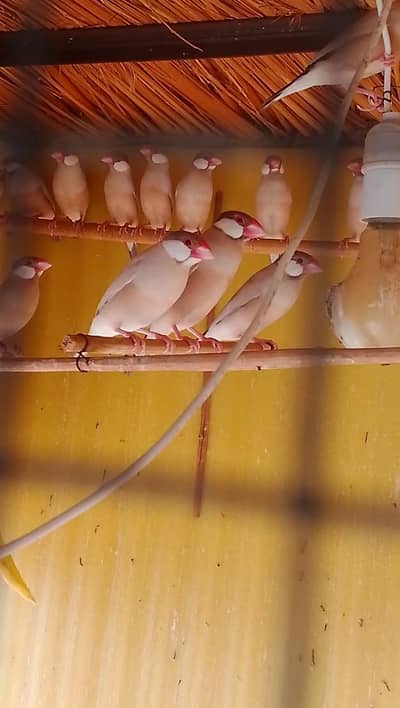 40 fawn java adult piece