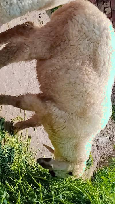 Muhammad sohail 03244888546