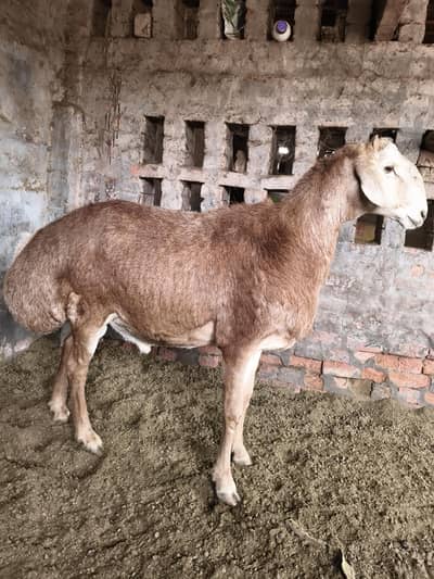 Turkey dumba 1400 rupy kg