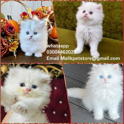 Persian Kittens | Persian Cat | Punch Face Persian | Triple Coated
