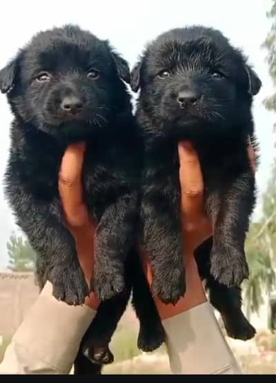 German shepherd | Puppy | GSD | Dog for sale | Long coat