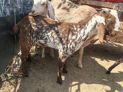 3 Bakra or 1 Bakri for sell
