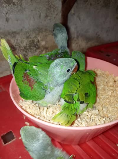 | Green Parrot | rao Kashmiri Parrot | green Chicks | خوبصورت راؤ کش