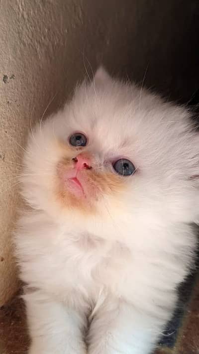 PERSIAN HIGH QUALITY KITTENS