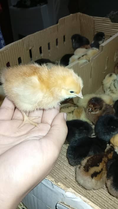 Desi misri silver golden black chicks