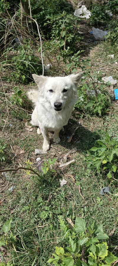 pishta puppy  forSale