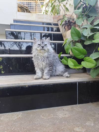 heabybone smoke grey female