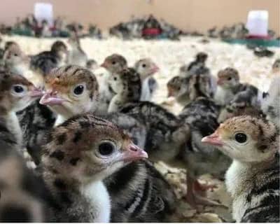 Turkey chicks