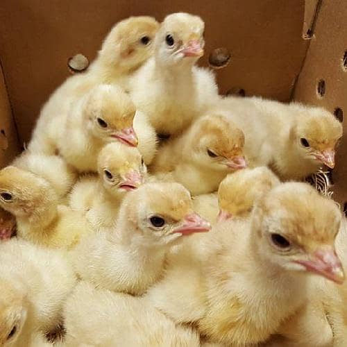 Turkey chicks 3