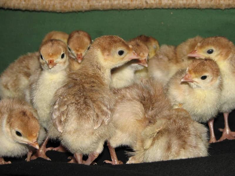 Turkey chicks 4