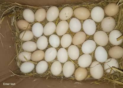 Australorp + RIR + Silky  fertile Eggs {03224535024}