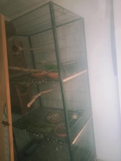 raw cage Achi quality ma