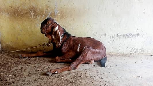 Beetal Nagra Bakra for sell 2 danth fresh hua hai