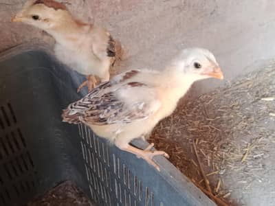 Aseel Chicks
