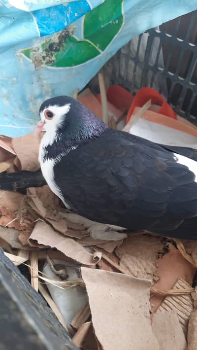 Breeder sherazi pairs