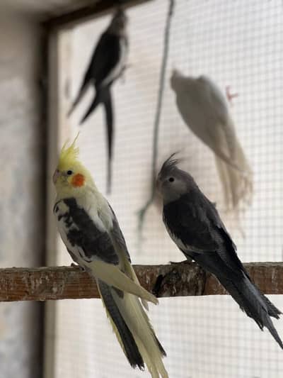 Common White V-Pied for sale