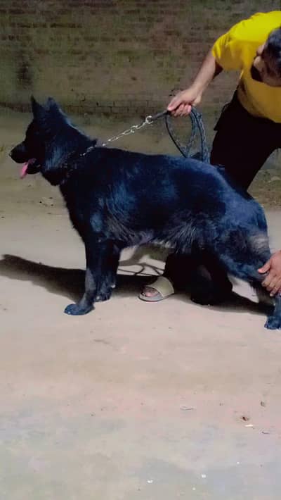 Black German shepherd  non pedigree