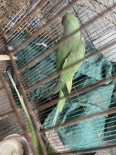 Raw parrot ring bird pair