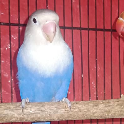 Love Bird Parrots Female Available