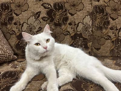 PAIR OF PERSIANS CAT