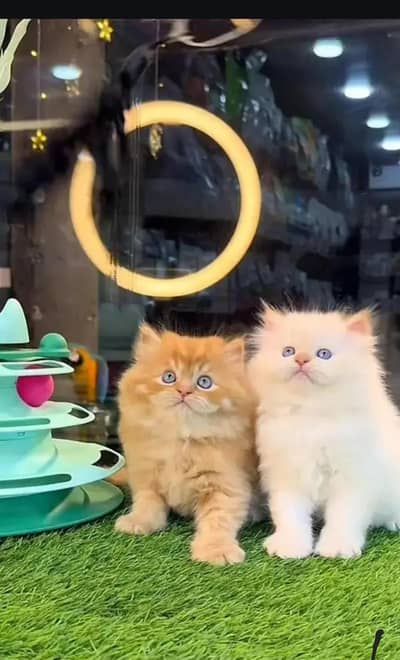 persian kittens