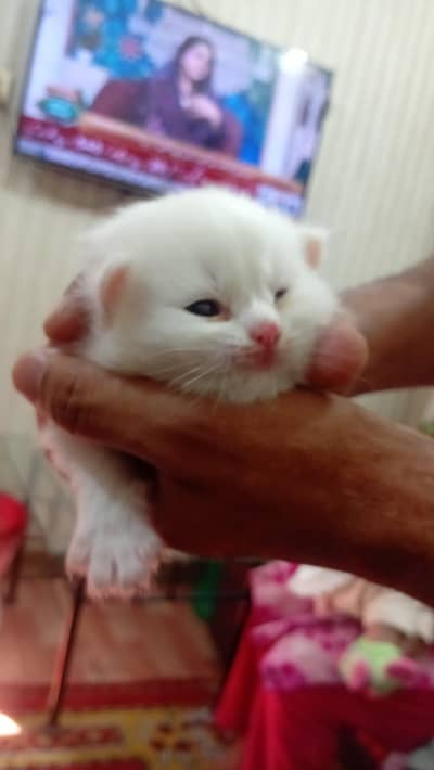 Persian kittens punch face doll face triple coated black  white