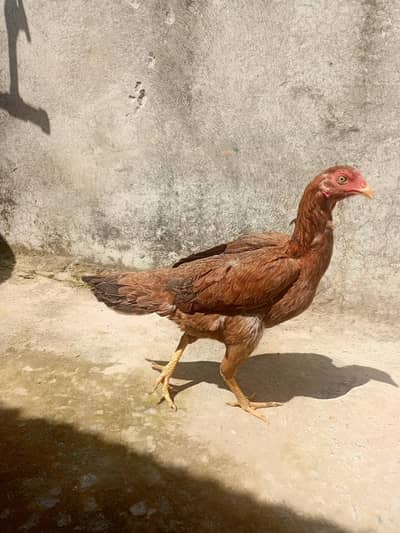 peeli Madi pure miawali