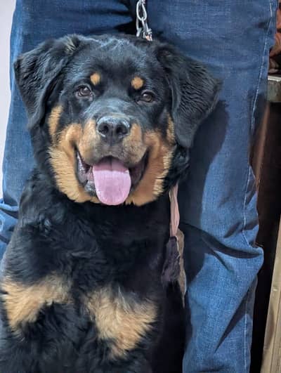 Rottweiler Male puppy available for sale | Top-notch quality