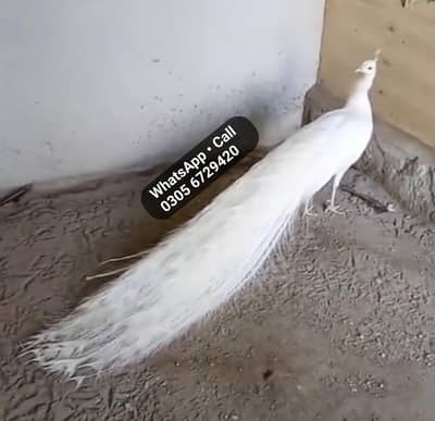 White Peacock For Sale