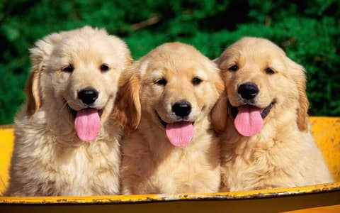 golden retriever puppies 03145176416