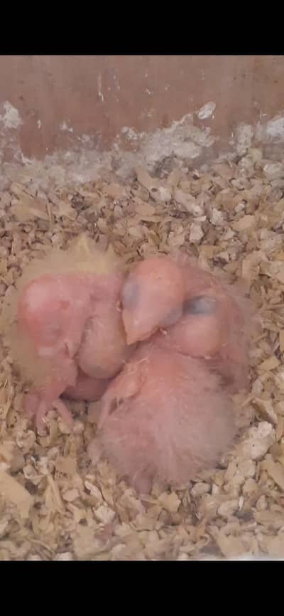 pineaple cunourechiks. 03081250912