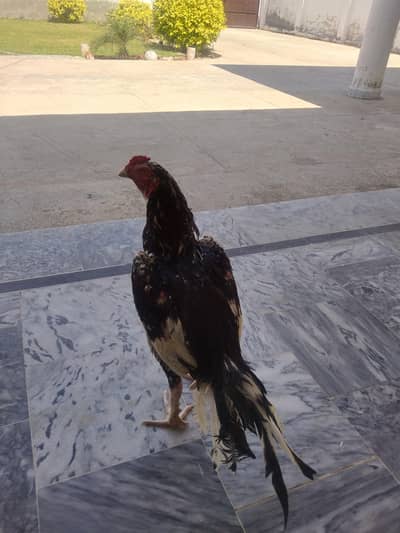 CHEENA ASEEL PATHA FOR SALE