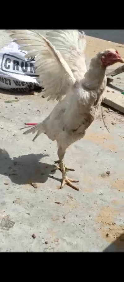 Heera mainwali female