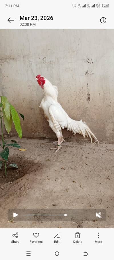 Indian paper white mail or ice blue female