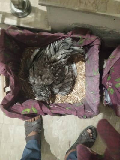 kurak  ice blue female 2 chiks mail top quality