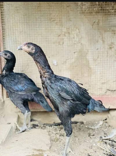 pure aseel Thai Murga pair exchange be possible White pair