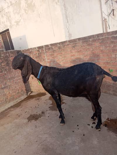 puer ambsari betal bakri  4 month ki ghaban ha 03294522441 is number