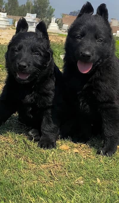 black German Shepherd long coat pair for sale