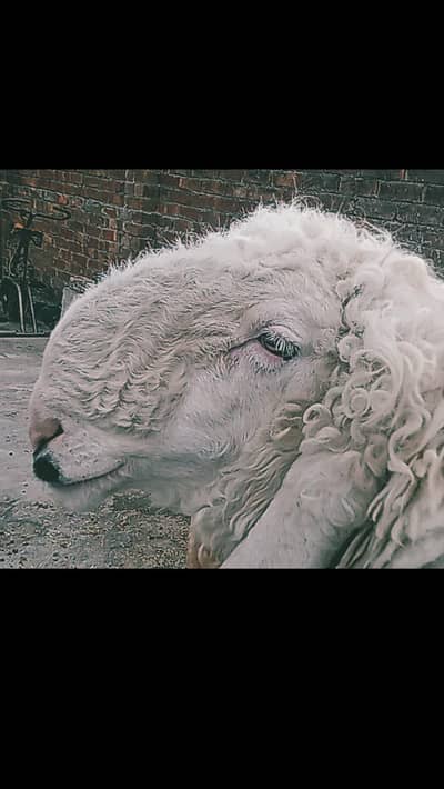 a 2 year kajla chatra