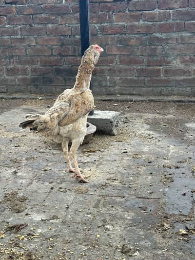 Kurak Hen For Sale 03234238283