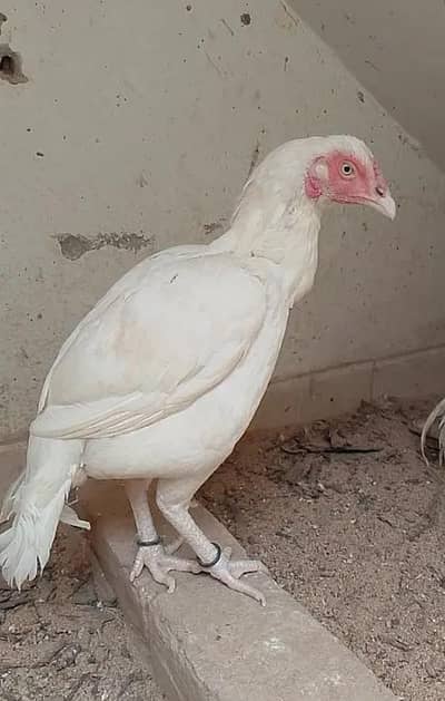 Paper White Chicks | Aseel Chicks | High Quality Heera | Aseel egg