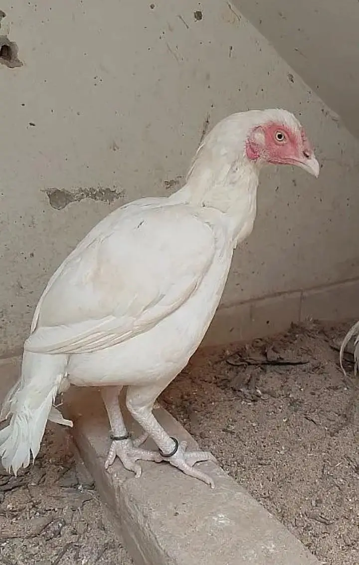 Paper White Chicks | Aseel Chicks | High Quality Heera | Aseel egg