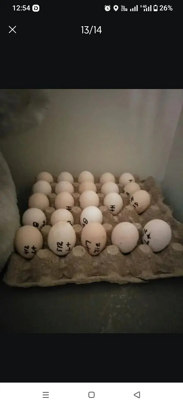 Paper White Chicks | Aseel Chicks | High Quality Heera | Aseel egg — photo 3
