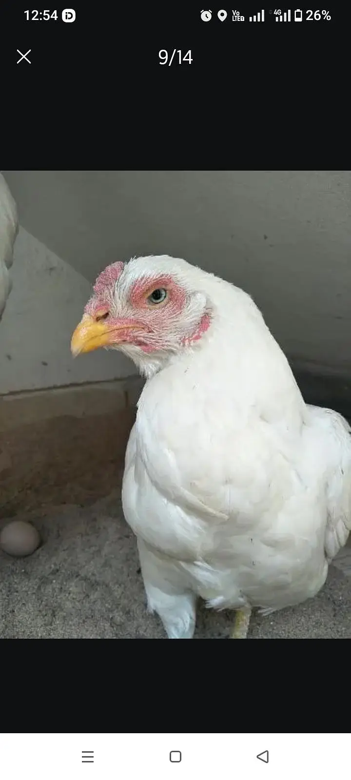 Paper White Chicks | Aseel Chicks | High Quality Heera | Aseel egg — photo 5