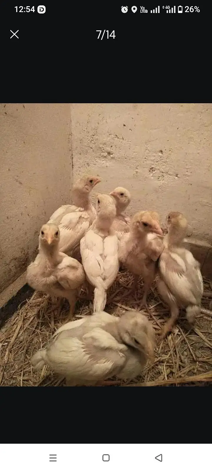 Paper White Chicks | Aseel Chicks | High Quality Heera | Aseel egg — photo 8