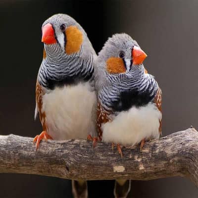 zebra finches breeder with eggs